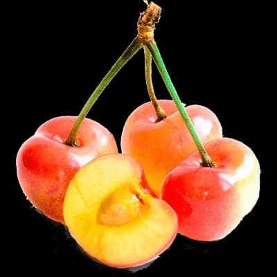 نهال گیلاس لامبرت
