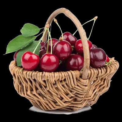 نهال آلبالو فرنگی
