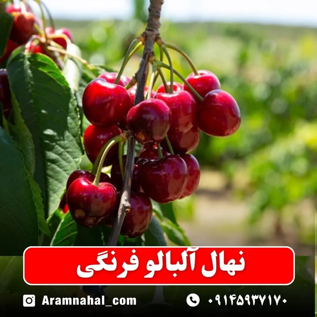 نهال آلبالو فرنگی — تصویر ۲