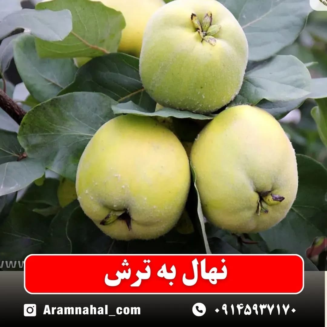 نهال به ترش — تصویر ۲