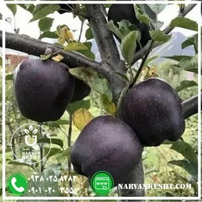 نهال سیب جرومین — تصویر ۲