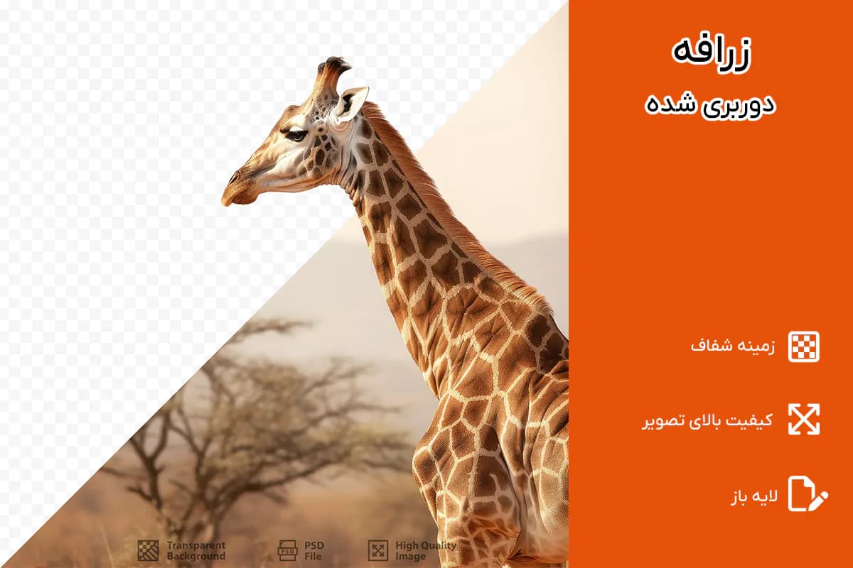 فایل PNG زرافه دوربری شده