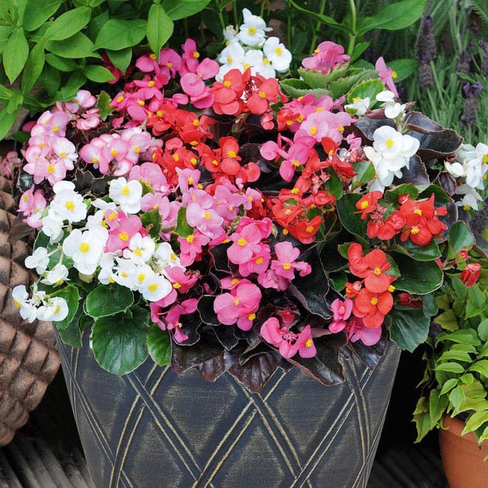بذر گل بگونیا خوراکی تزئینی بسته 30 عددی
