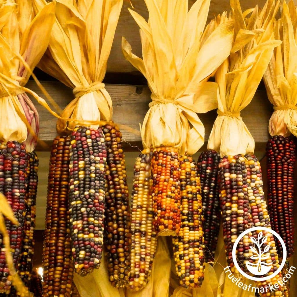 بذر ذرت رنگین کمان هالووین بسته ۱۰ عددی — تصویر ۲