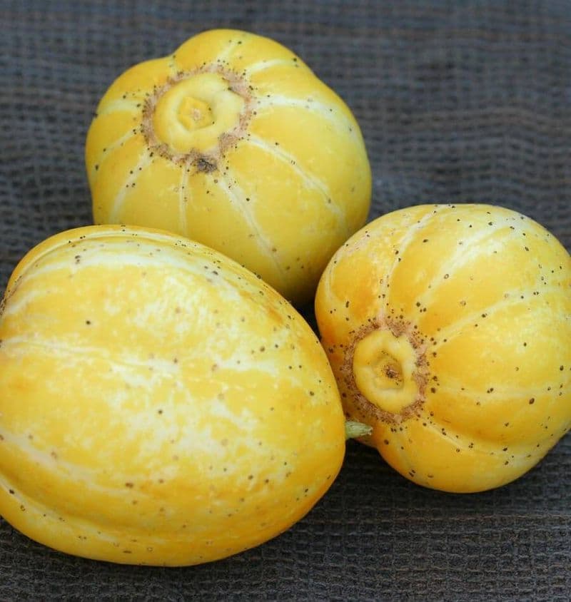 بذر خیار لیمویی آمریکایی بسته ۲۰ عددی — تصویر ۶