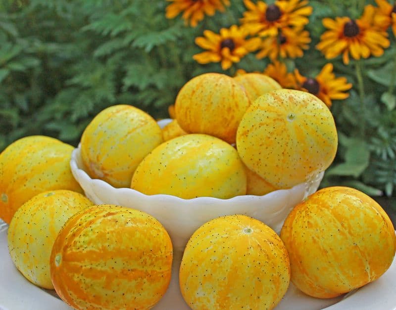بذر خیار لیمویی آمریکایی بسته ۲۰ عددی — تصویر ۳