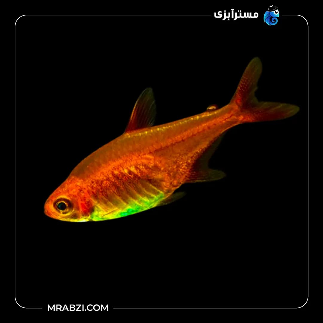 تترا امبر — تصویر ۲