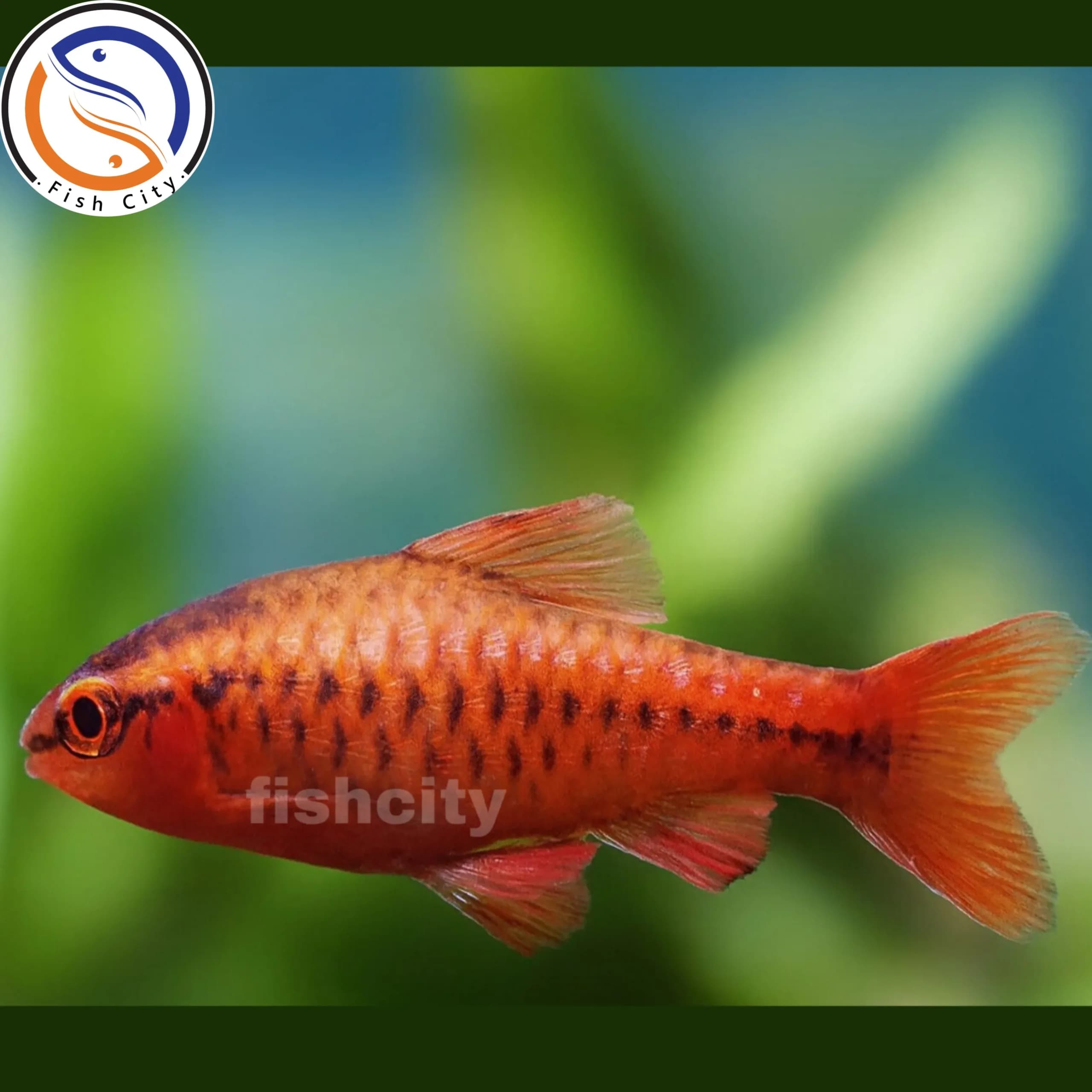 ماهی چری بارب 2.5-3 سانت