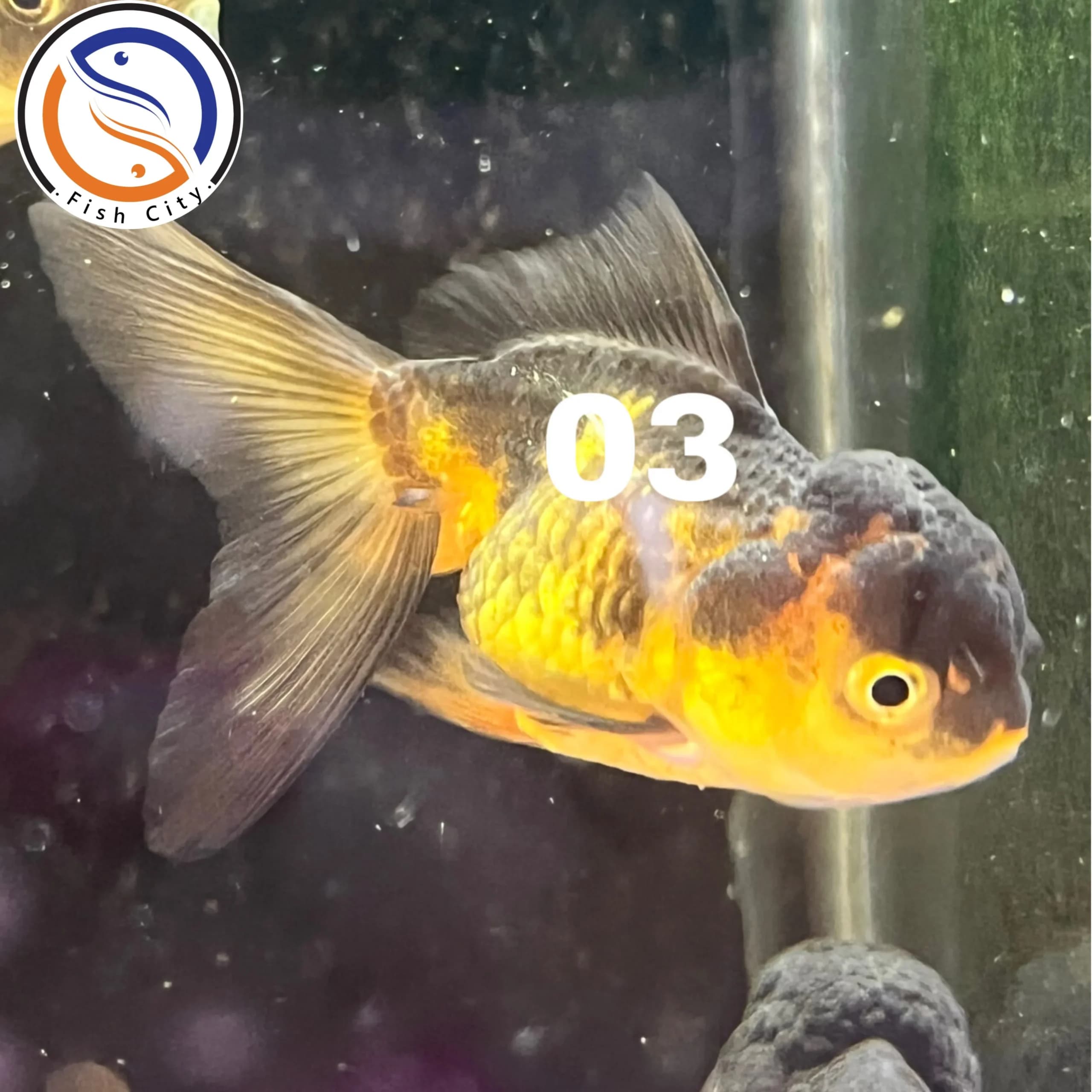 ماهی گلدفیش کله شیری گرید A+ سایز 8-9 سانت — تصویر ۳