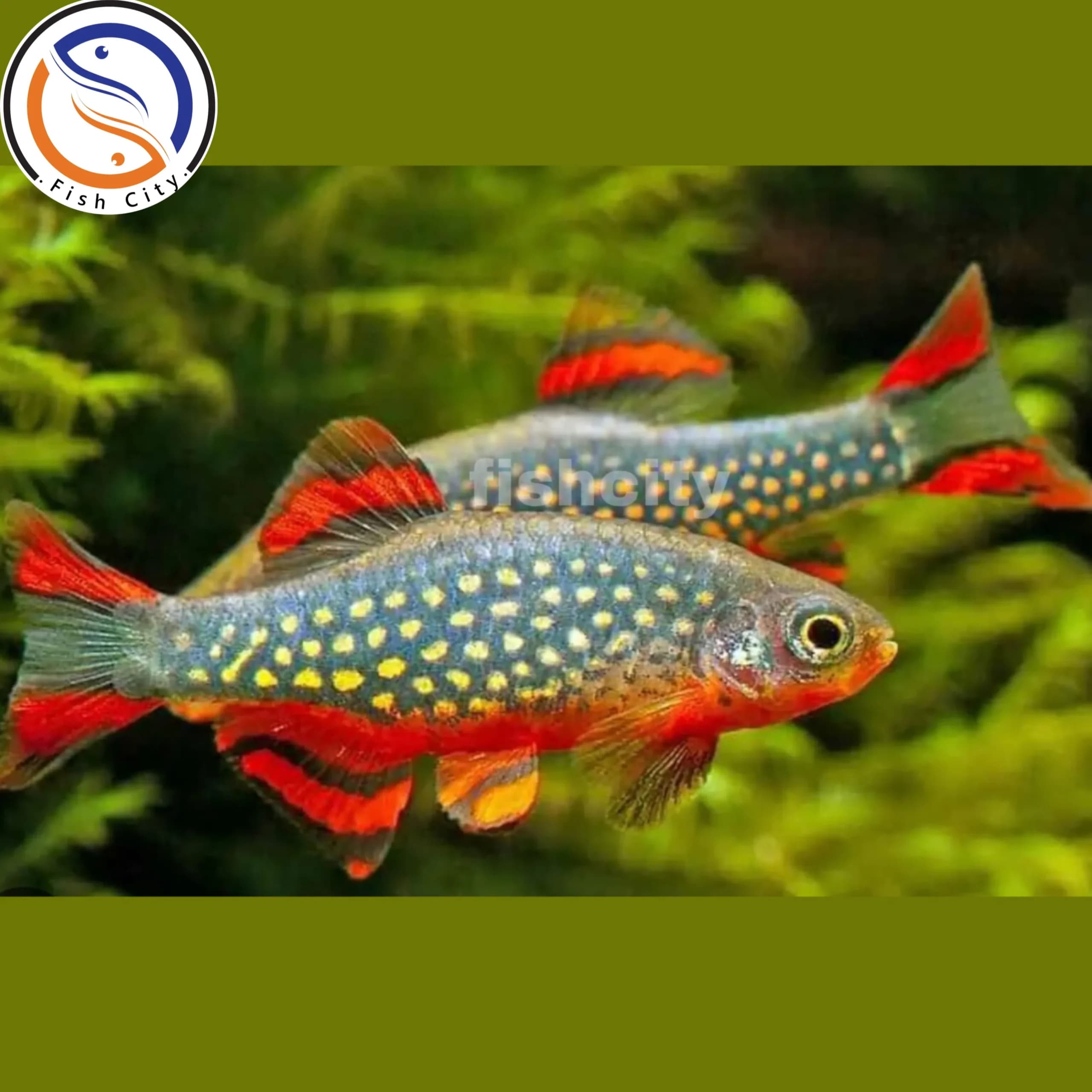رازبرا گلکسی