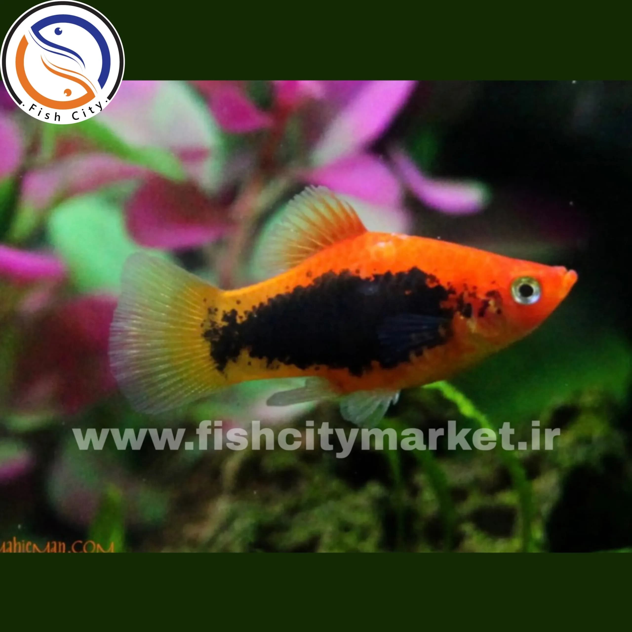 پلاتی توکسیدو