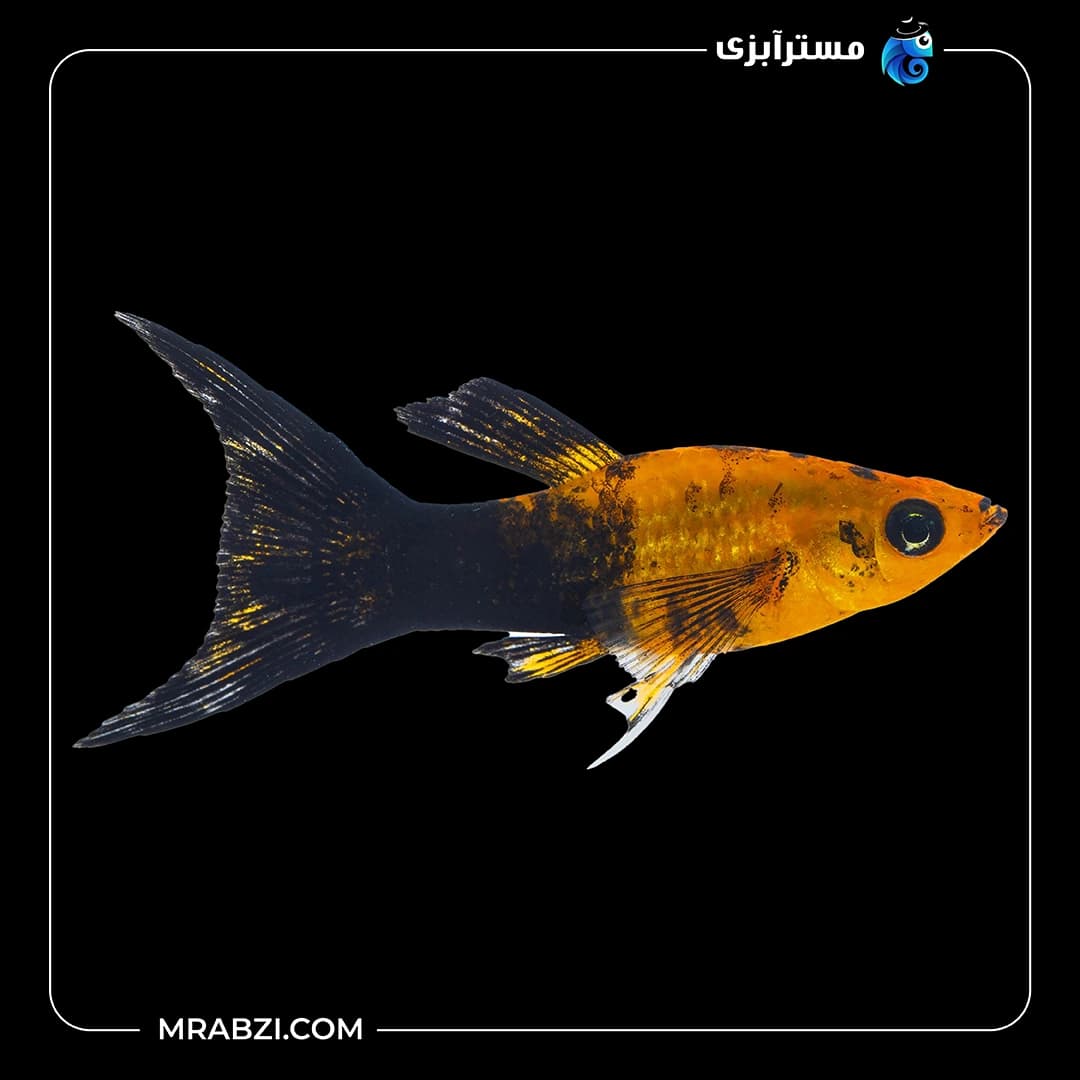 مولی پاندا — تصویر ۲