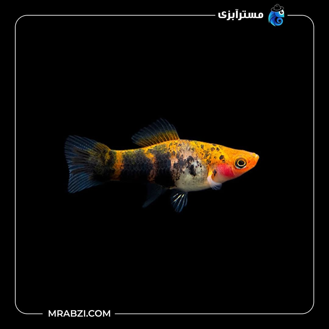سواردیتل سان شاکو (دم شمشیری)