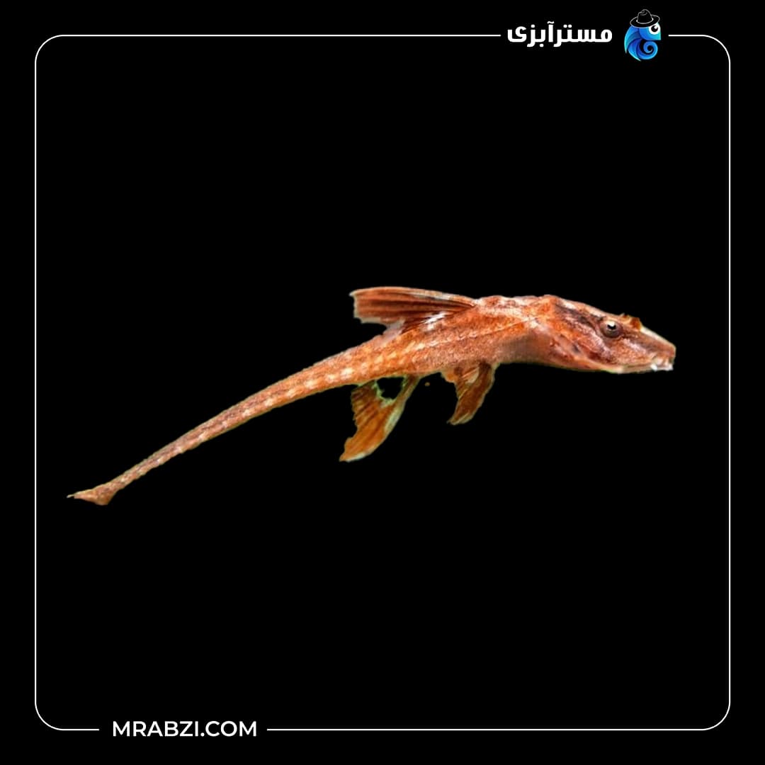 کت رد لیزارد فارلوولا