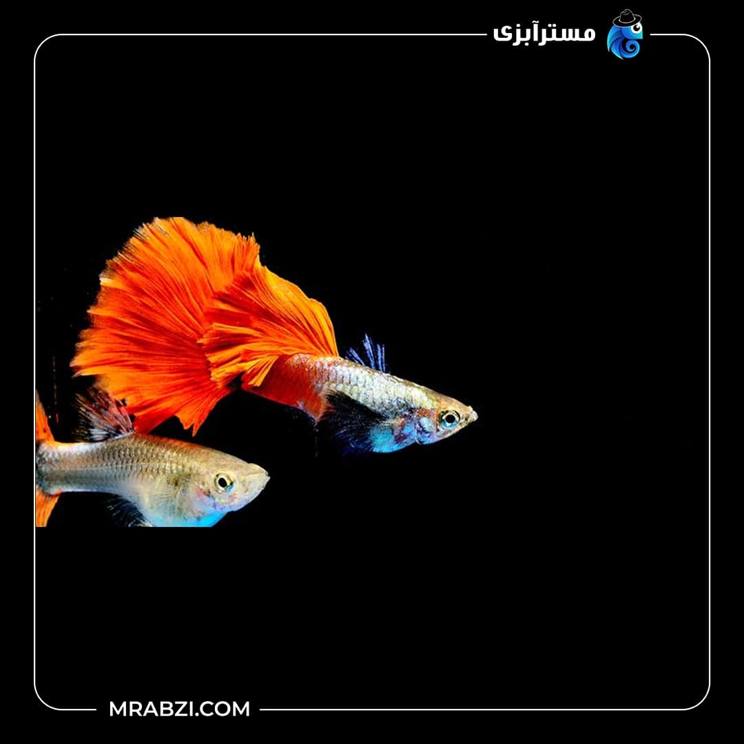 گوپی لانگ تیل