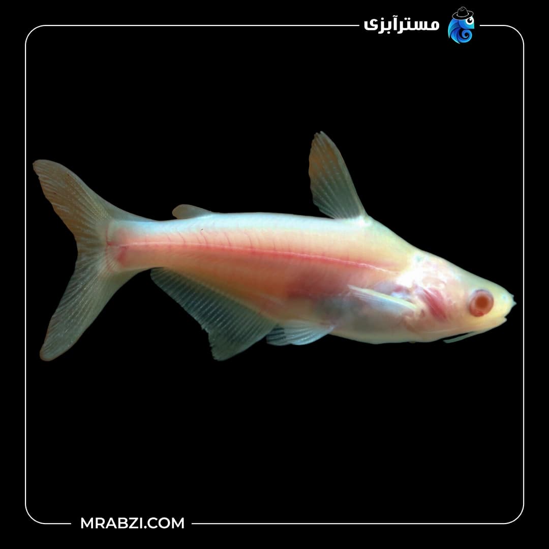 پنگوسی آلبینو