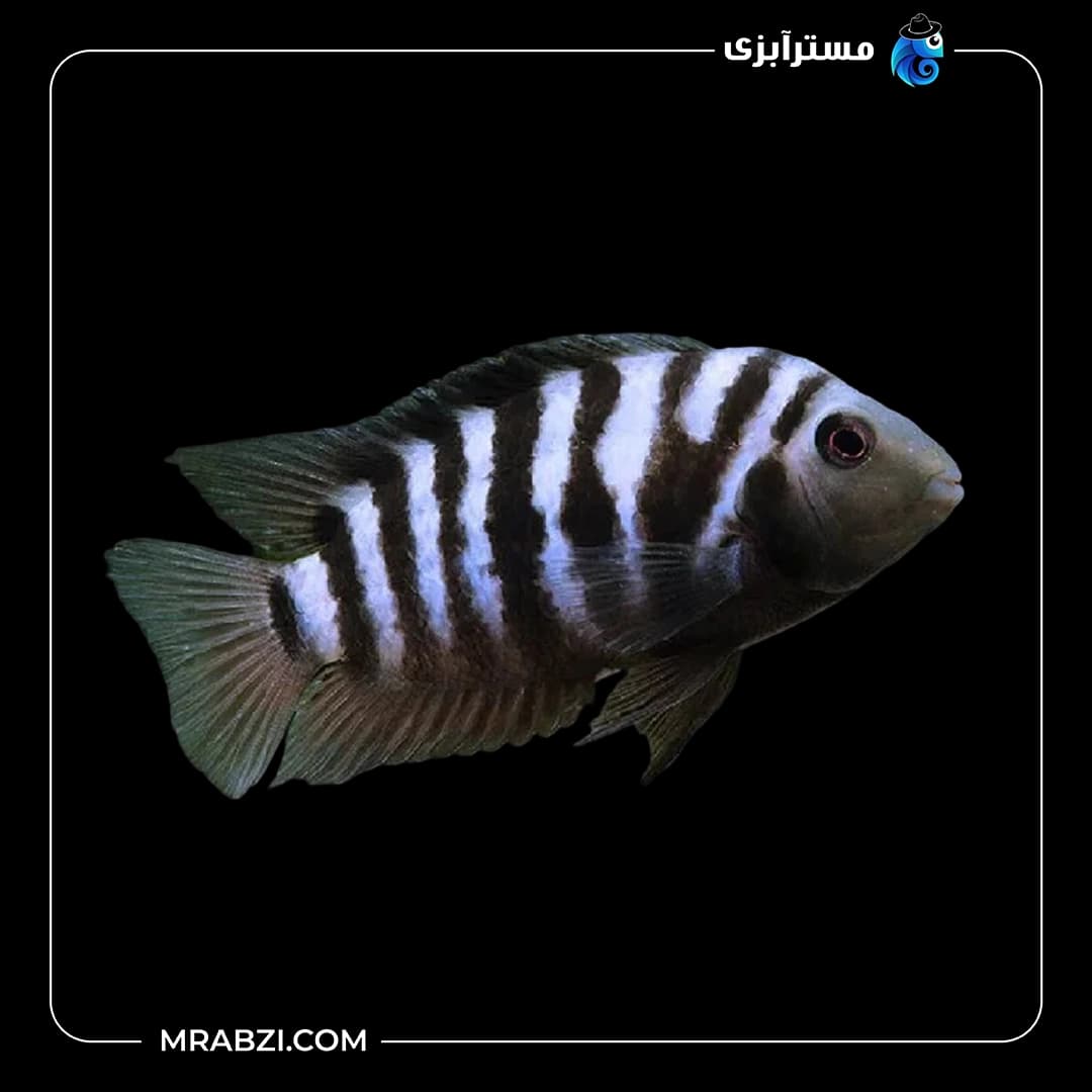 سیچلاید زندانی