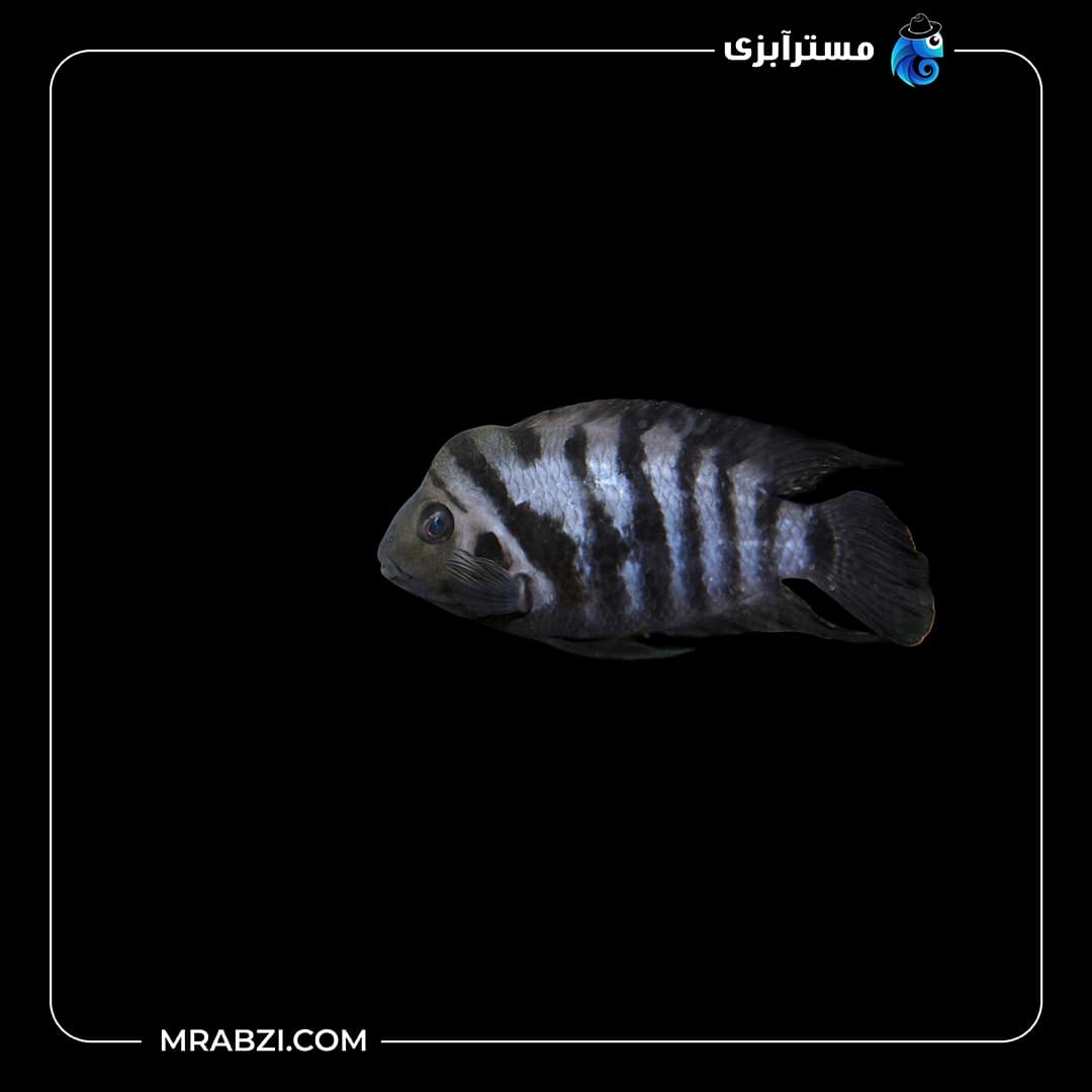 زبرا سیچلاید بالن