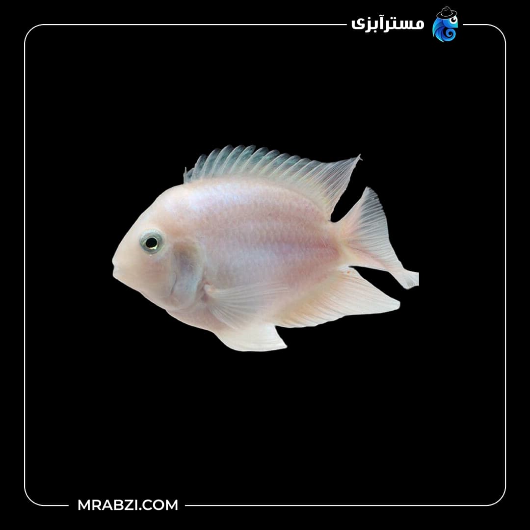 پرت پولار پلاتینیوم