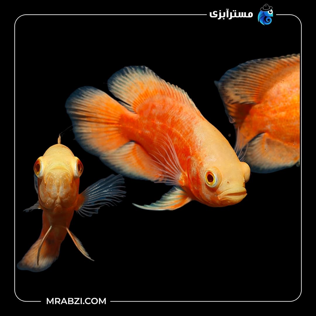 اسکار مسی باله بلند