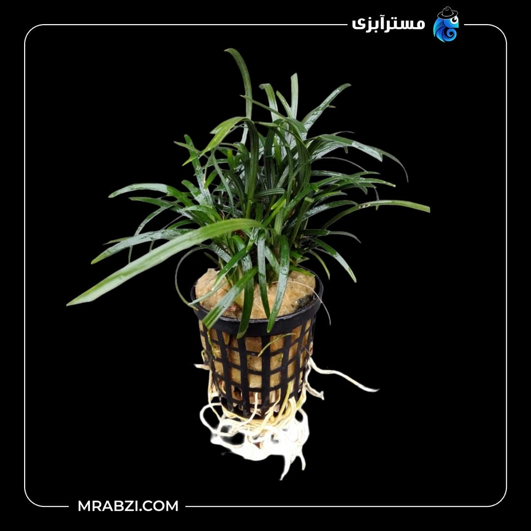 گیاه آکواریومی افیپوگان پسیلوس (گیاه ژاپنی)