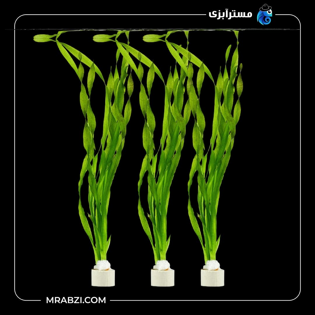 گیاه آبزی آکواریوم گندمی پیچ