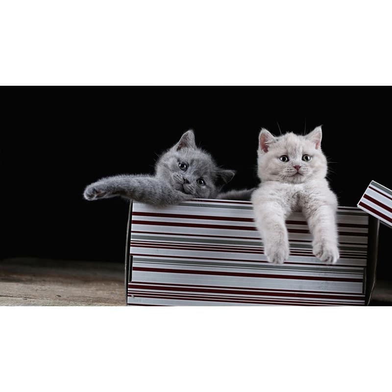 تابلو شاسی طرح گربه مدل T7977