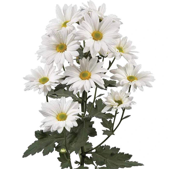 گل کرزنتیا (داودی)