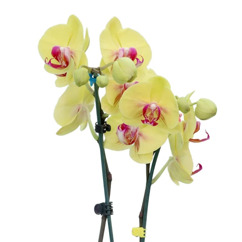 سر گل ارکیده طبیعی