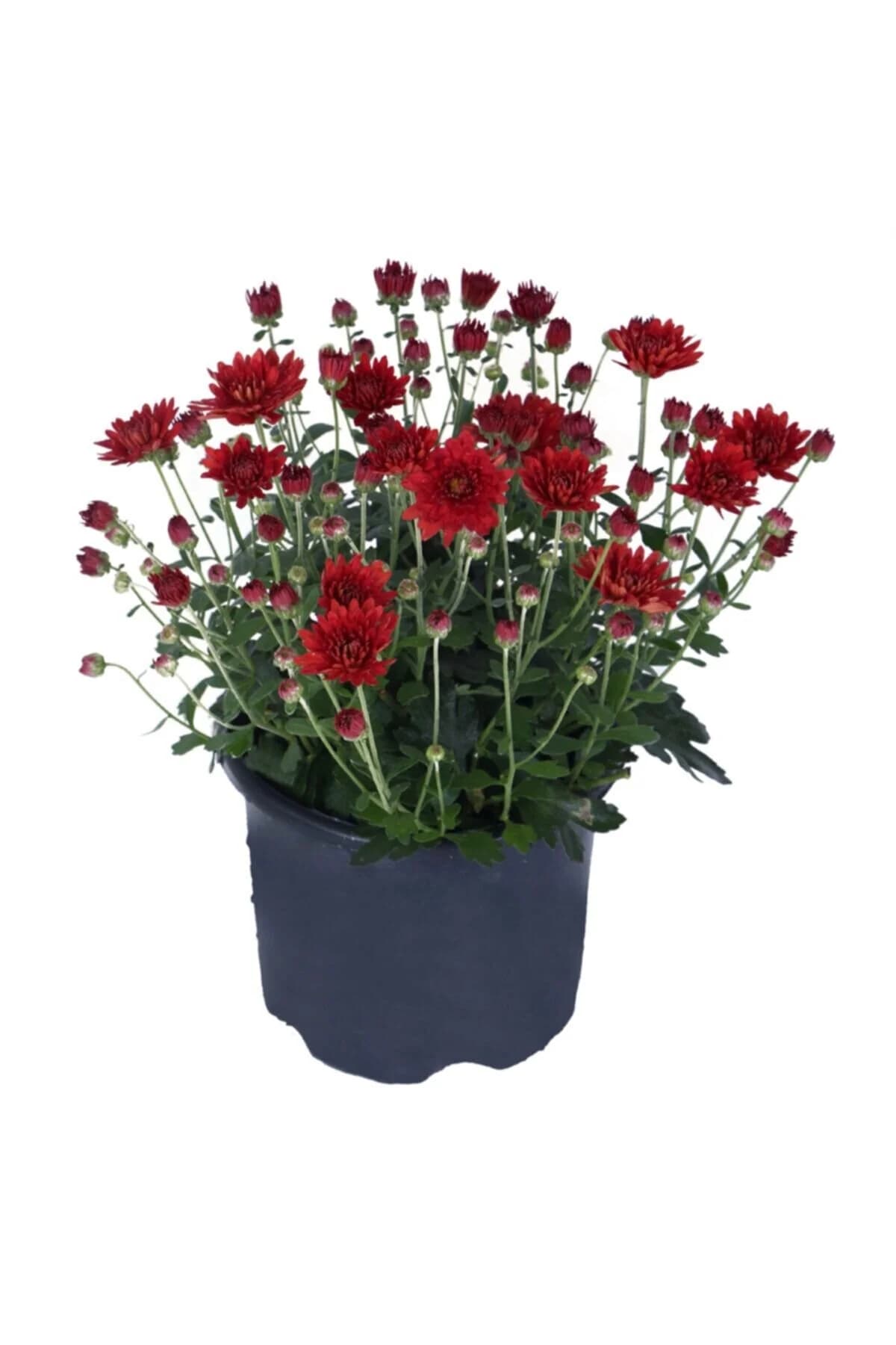 گل داوودی در گلدان خاکی