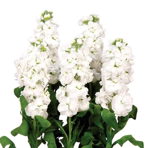 گل شب بو شاخه بریده