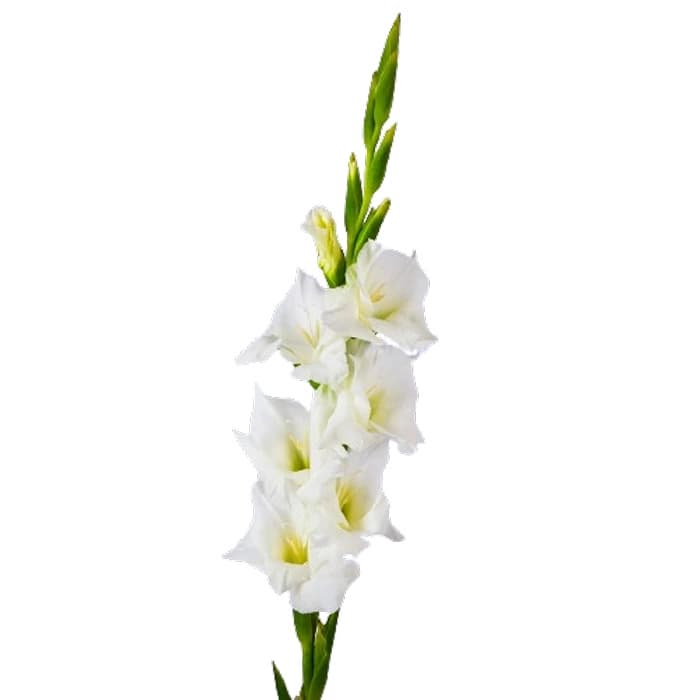 گل گلایول سفید