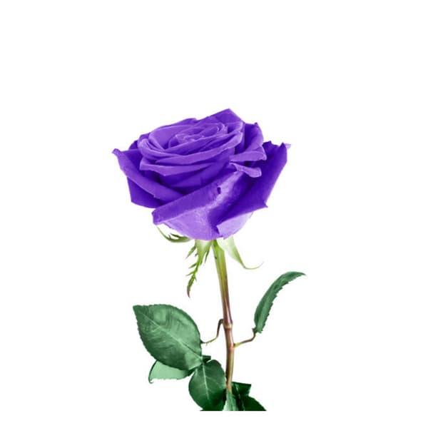 گل رز هلندی بنفش
