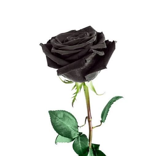 گل رز هلندی مشکی