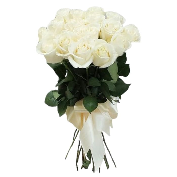 گل رز هلندی سفید