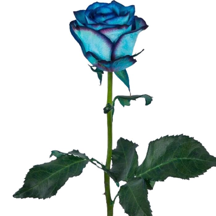 گل رز هلندی آبی — تصویر ۳