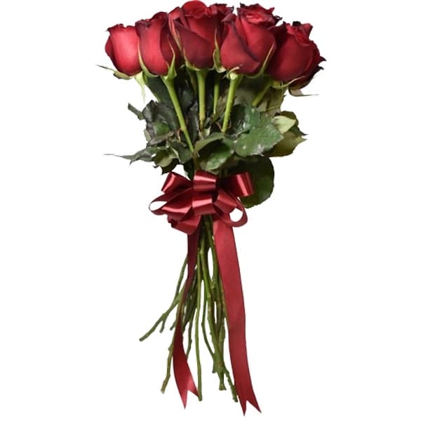 گل رز هلندی قرمز