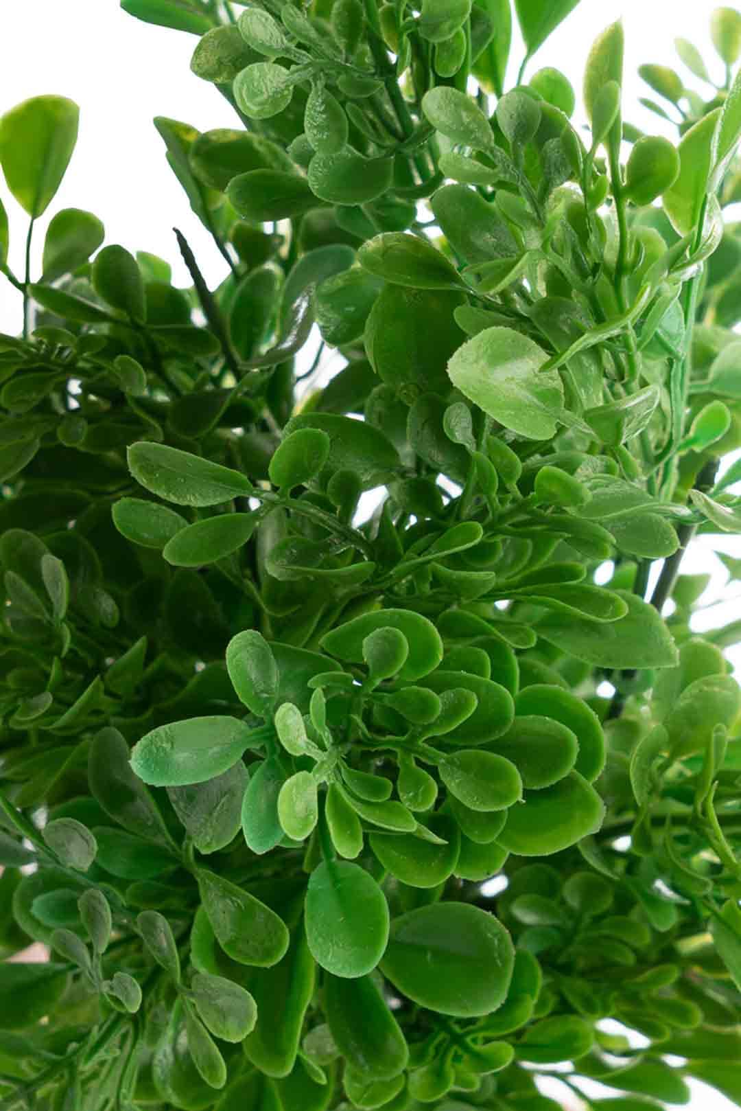 بوته بن سای — تصویر ۲