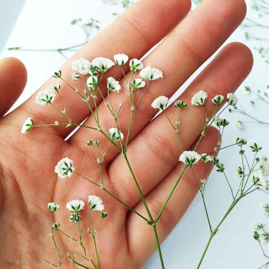 گل خشک ژیپسوفیلا پرسشده شاخهای