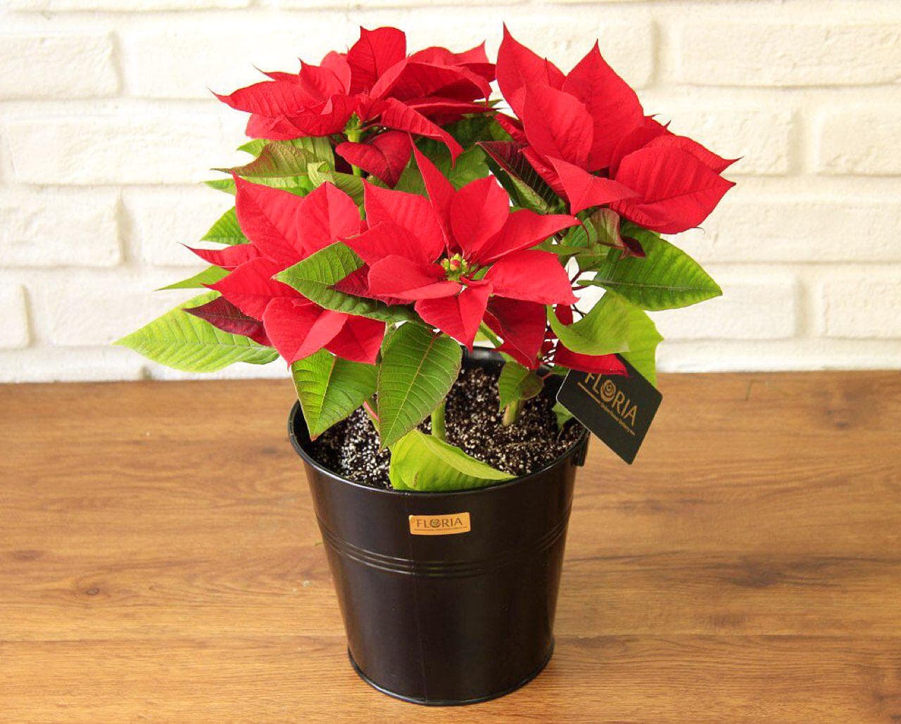 گلدان آپارتمانی یلدا فلزی ( Poinsettia)