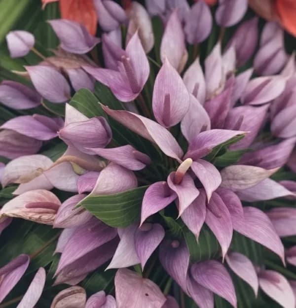 تاج گل شماره 16 – باغچه — تصویر ۵