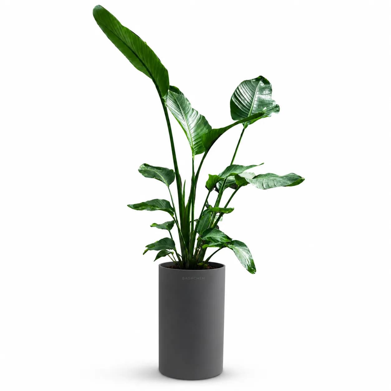 گلدان زینتی گیاه نخل نیکولای سه بوته ۲۲۰ سانتی