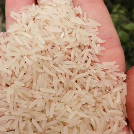 برنج فجر سوزنی گرگان محصول شالیزارهای روستای خودمون