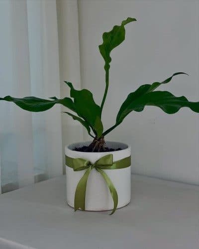 چطور گیاه برگ انجیری را برای محیط اتاق خواب از بازار گل آنلاین خریداری کنیم؟