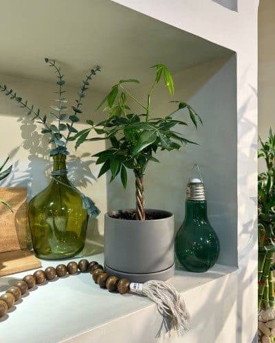 چطور گلدان و گیاه طبیعی را برای تبریک به همکار در دفتر ارسال کنیم؟