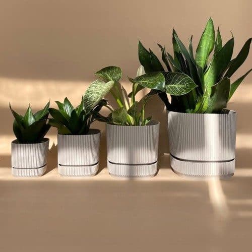چطور از گلفروشی آنلاین برگ قاشقی را به عنوان هدیه برای روز مادر خریداری کنیم؟