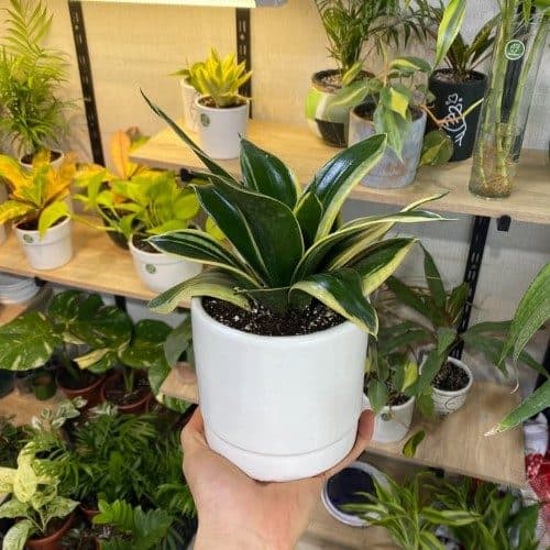 چطور گیاهان تصفیه‌کننده هوا را برای فضای داخلی منزل یا دفتر کار خود خریداری کنیم؟