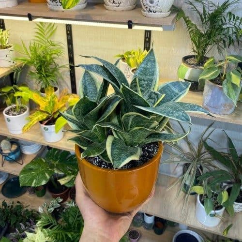 چطور گیاهانی چون فیکوس لیراتا را برای فضای داخلی منزل خود خریداری کنیم؟
