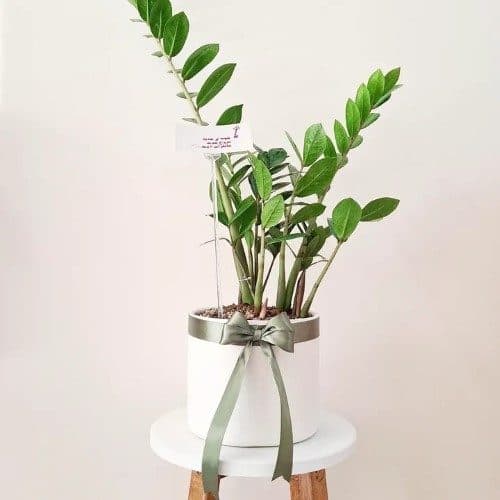 چطور گیاه افوربیا را برای منزل خود به عنوان گیاهی مقاوم از گلفروشی آنلاین خریداری کنیم؟