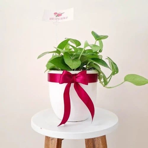 چطور گیاه برگ قاشقی را برای فضای داخلی خانه خود خریداری کنیم؟